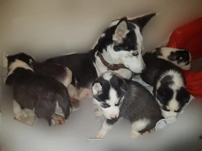 Štěňata sibiřský husky s PP