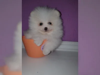 čistokrevná Německý špic štěňata~