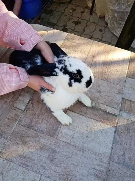 Prodám samečky vhodné k chovu