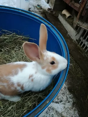 Mladí králíčci