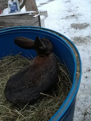 Prodám samičky vhodné k chovu