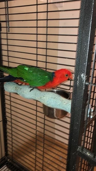 3-letý sameček papouška královského