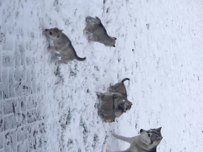 Sibiřský husky štěňata připravena