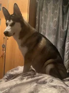 Sibiřský husky štěňata připravena