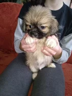 Prodám 3 štěňátka Tibetského Španěla