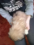 Prodám 3 štěňátka Tibetského Španěla