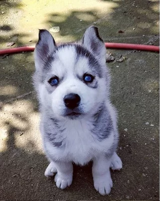 Roztomilá a roztomilá štěňata sibiřského husky