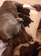 American bully s pp,pocket
