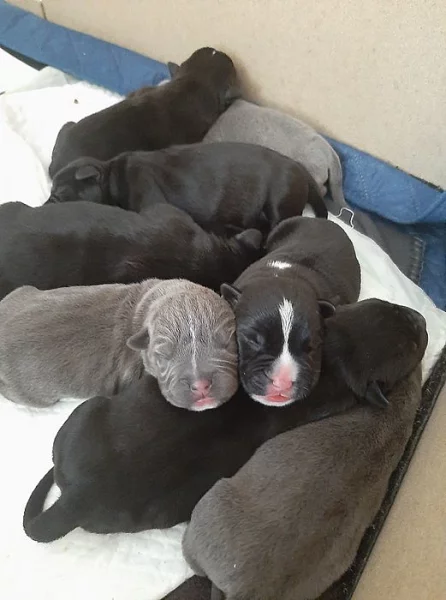 American bully s pp,pocket