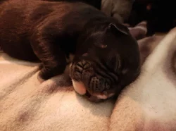 American bully s pp,pocket