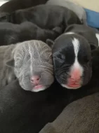 American bully s pp,pocket