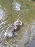 American bully s pp,pocket