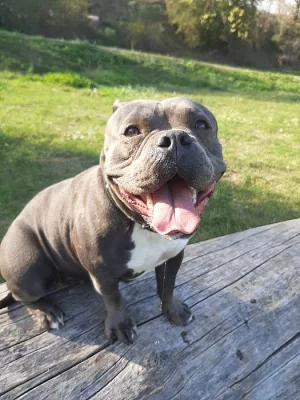 American bully s pp,pocket