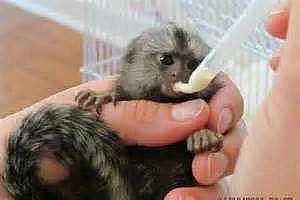 prstové opice Marmoset