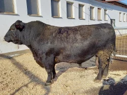 Angus plemenný býk ETOS  - ZAI 792 šampion - import - DE