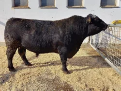 Angus plemenný býk ETOS  - ZAI 792 šampion - import - DE