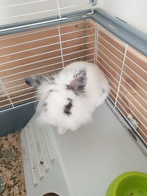 Daruji králička Teddyho