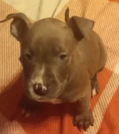 Americký staford bez PP