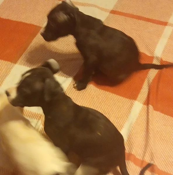 Americký staford bez PP