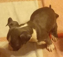 Americký staford bez PP