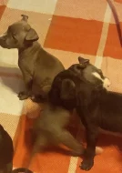 Americký staford bez PP