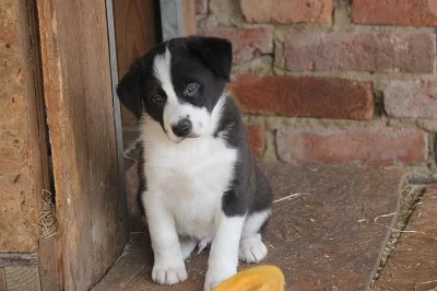 Border collie s PP