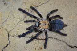 Latrodectus, Cyriopagopus sp Hati Hati,Heteroscodra maculata