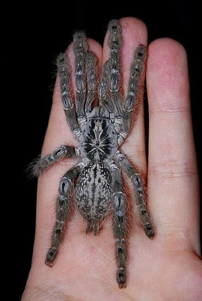 Latrodectus, Cyriopagopus sp Hati Hati,Heteroscodra maculata