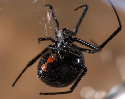 Latrodectus, Cyriopagopus sp Hati Hati,Heteroscodra maculata