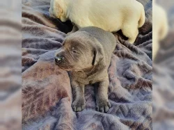 Rozkošná štěňata labradora s rodokmenem.
