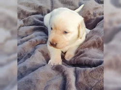Rozkošná štěňata labradora s rodokmenem.