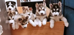 Sibiřský husky štěňata
