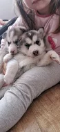 Sibiřský husky štěňata