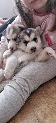 Sibiřský husky štěňata