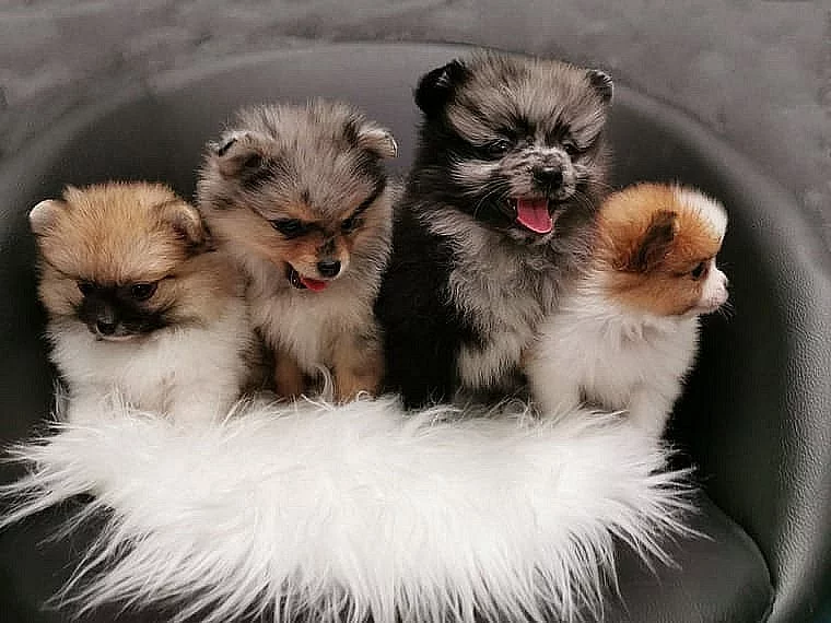 Pomeranian / špic štěňata