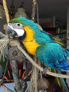 Krásný papoušek papoušek.