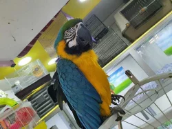 Krásný papoušek papoušek.