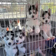 Štěňata sibiřský husky s PP.