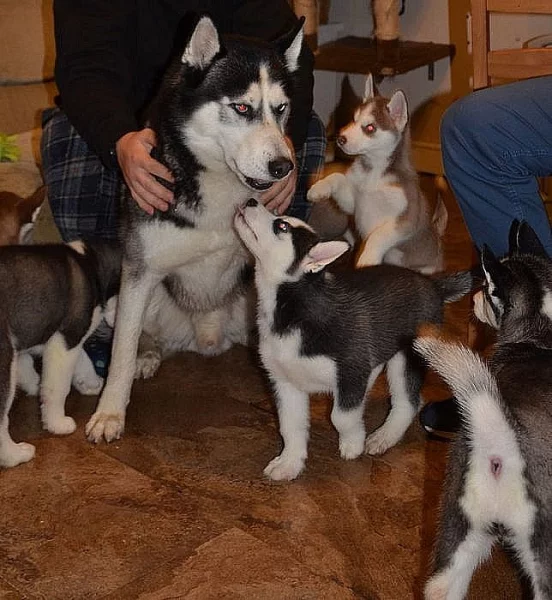 Štěňata sibiřský husky s PP.