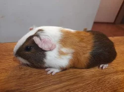 mládě Cuy morče Náchod