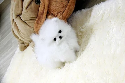 Nádherná štěňata Pomeranian Rodokmen