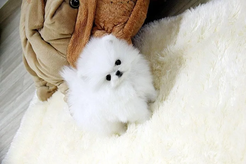 Nádherná štěňata Pomeranian Rodokmen
