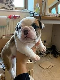 Anglicky buldok