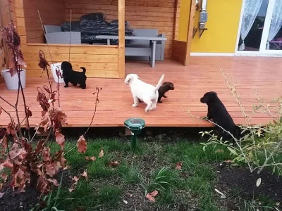 Krásná štěňátka labradorů s rodokmenem.