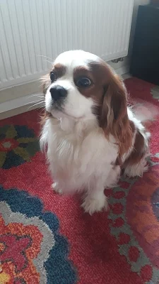 King Charles