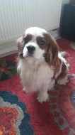 King Charles