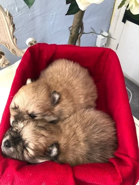 Pomeranian štěňata na prodej