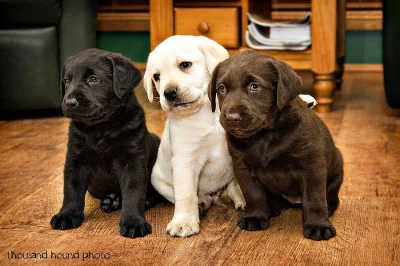 labrador štěňata na prodej