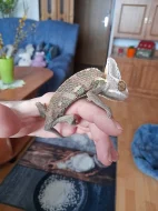 Chameleon + terarium