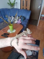 Chameleon + terarium